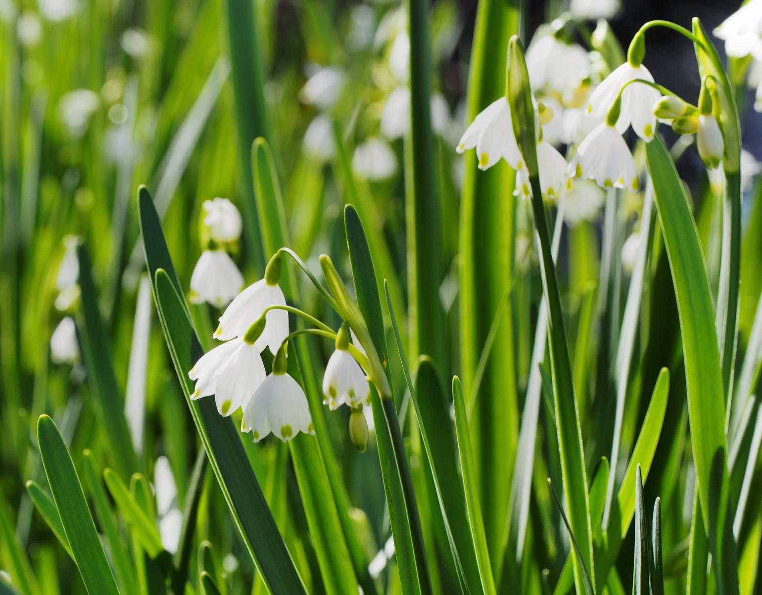 Spring snowflake